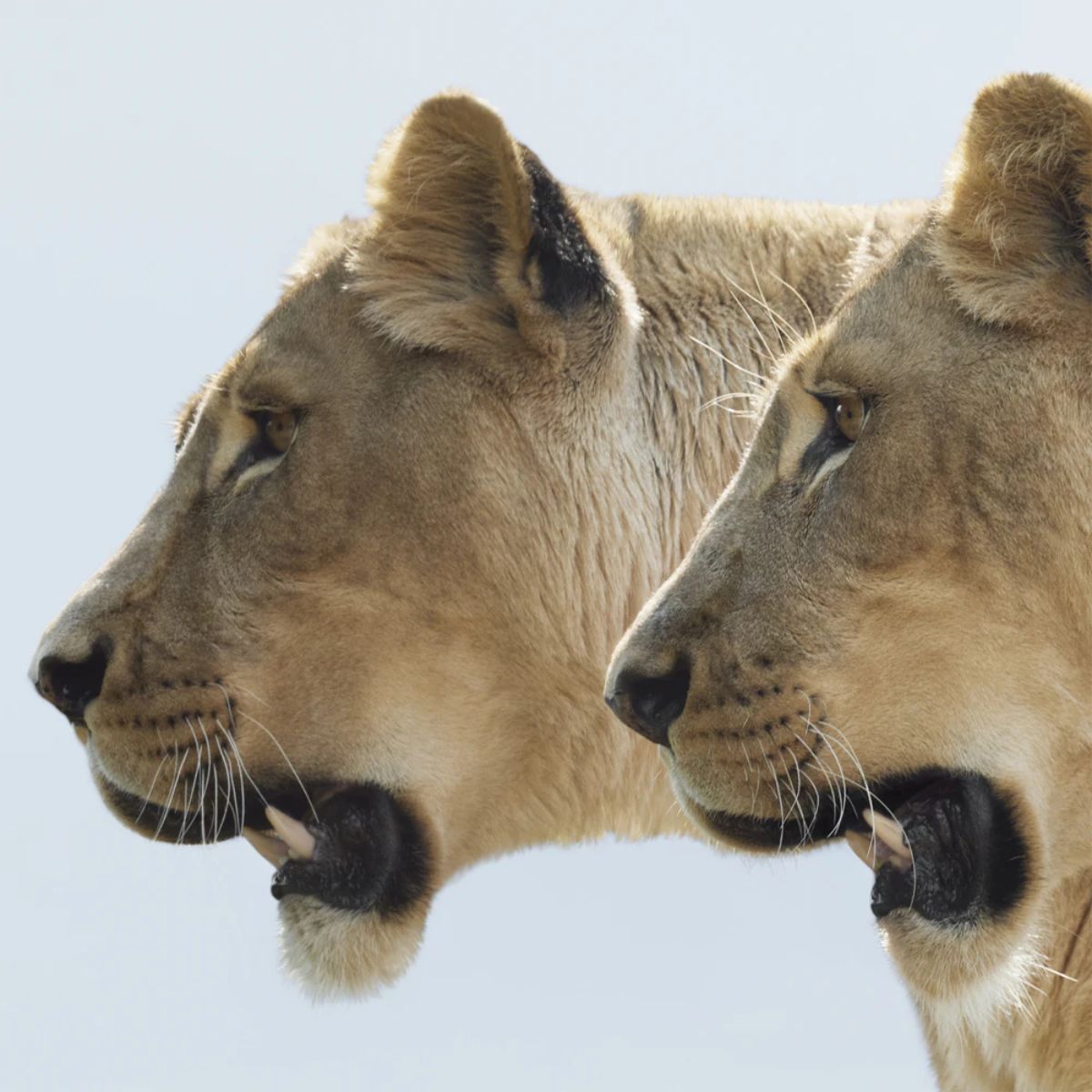 Burberry Goddess EDP 100 ml – Парфюмна вода за жени